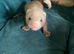 Ferret kits cheshire