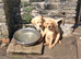 labrador puppies
