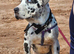 Female merle neopolitan mastiff
