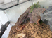 Geckos for sale