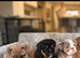 1st class kc registered English bulldog puppies