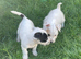 Jack Russell