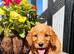 Miniature Golden Doodle Litter
