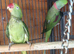 proven pair Alexanderine gives olive chiks