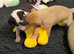 Wonderful Whippet litter