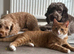 Mittens our lovely ginger female seeks loving home