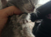Mainecoon silver /greys