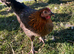 Point of lay (POL) Hybrid Layer Hens