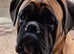 KC REG PROVEN 0 HEART SCORE BOXER STUD