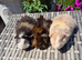Baby Guinea Pigs Funky Teddy Crested