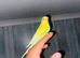 Hand-tamed budgie