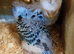 Helicopter budgies 2026 bred