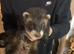 Male ferret