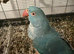 Tame female ringneck