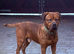 Beautiful Dogue de Bordeaux/Rottweiler boy needing a home