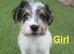 Jack Russell puppies !!!