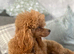 Kc Health Tested Red Toy Poodle At Stud