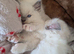 Beautiful Ragdoll Kittens