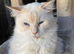 Flame point ragdoll kittens