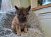 German shepherd pups