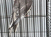 Female cockatiel