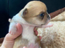 Chihuahua puppies