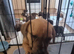 Staffy X lab for sale