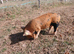 Kune kune piglets