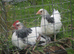 light sussex bantam