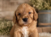 Beautiful Multigen Cockapoo Puppies