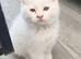 Ready now 3 little Persian x ladies