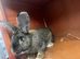Flemish giant