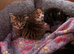 Kittens for sale