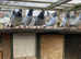 Pigeons for sale
