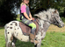 Boba - Shetland X Appaloosa Gelding