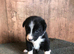 Border Collie Puppies