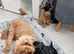 Cavapoo puppies