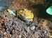 Year old  albino Pac-Man from