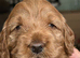 Stunning Cockapoo Puppies