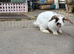 2 bunnies for sale
