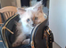 Ragdoll female kitten