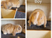 Mini lop kits available to reserve