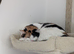 Brother and Sister for sale (Together Only)