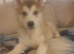 Sable siberian husky
