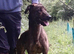 Saluki whippet bull greyhound 14 months old