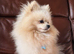 Proven Pomeranian Stud | Imported from Poland