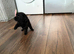 Jack Russel mix King Charles cavalier 12 week old girl