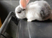 Mini lop x dutch