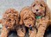 F1 B COCKAPOO PUPPIES