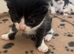 6 Adorable Mixed-Breed Kittens Looking for Loving Homes